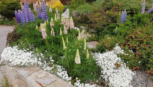 Chalet Rouge Sorbier - Foto 5, Garden