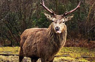 Tarmachan Cottage - West Highland Getaway - Photo 31
