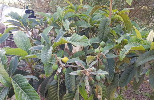 La Cueva de Tito-Casa Cueva en plena naturaleza - Foto 30