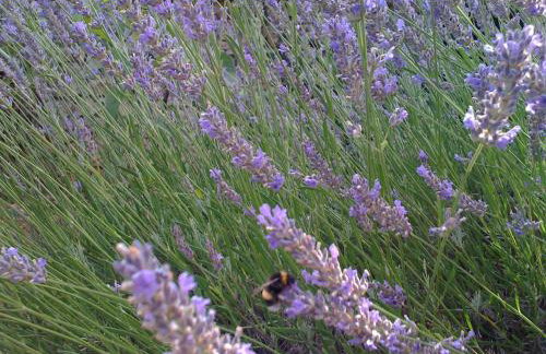 Apartment Hvar Bike - Foto 22