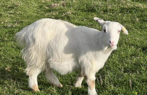 Poachers Hut 1-bed Cottage, Sleeps 2, Pet Friendly - Foto 43