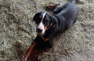 Kapellenhof Ferienwohnungen - Foto 10