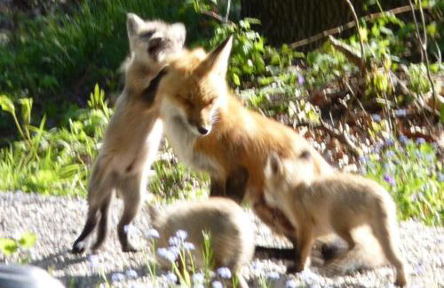 Birch Shores Resort - The Hemlock Cottage - Foto 48