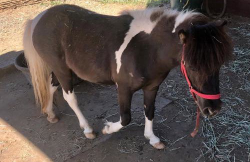 Amazing Loft on Horse Ranch - Foto 30