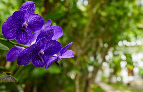 Miami Pool Cottage, tropical garden paradise - Foto 76