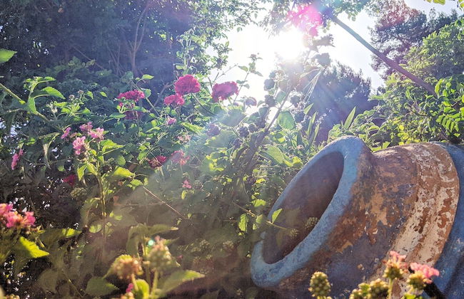 Seapine Studios - Foto 24