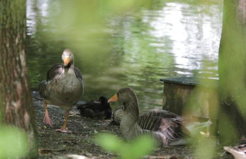 Charming Chalet with Swimming Pool in Quend - Foto 17