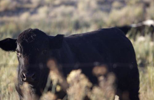 Luxury Design Rental with Breathtaking Mountain Views in Lone Pine, California - Foto 38