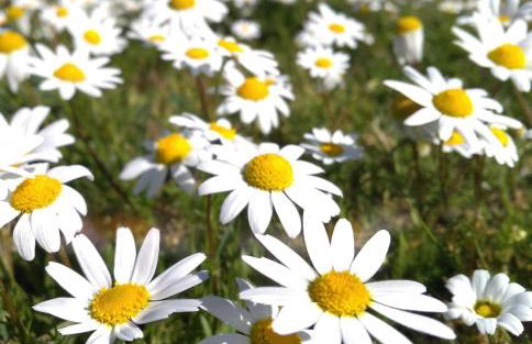 AT Rural NAVALINDA - Foto 30