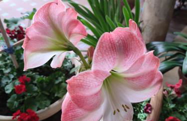 El patio de Regina - Foto 40