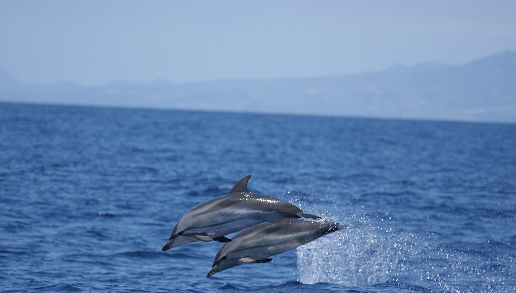 Avistamiento de Ballenas en las Azores - Foto 1