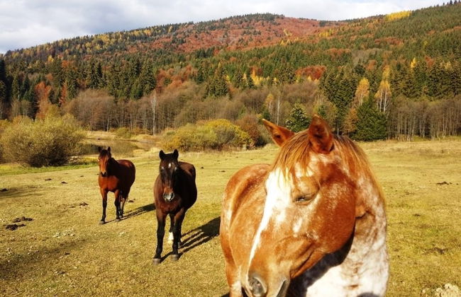 Ski-Lake Cottage Nízke Tatry - Foto 32