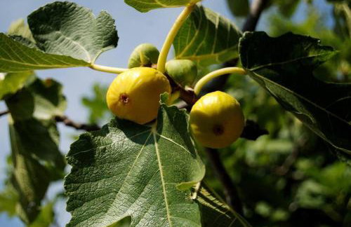 Rustic House Miketa - Family Summertime - Foto 100