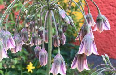 Ferienwohnung Gürth - Foto 4