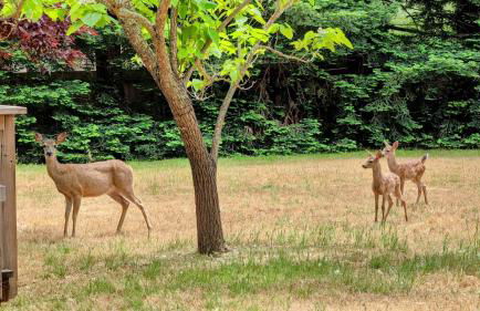 Cute One Room Cottage In Sonoma- Includes Wine Tasting Passport - Foto 12