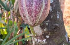 Casa Privativa em Arraial d'Ajuda - 1 Quarto com 2 camas, Cozinha e Banheiro - 10 Minutos do Centro - Sem Estacionamento - Foto 24