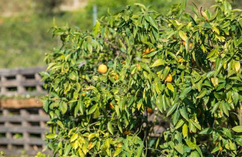 Barrocal Nature Houses - Foto 80