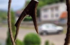 Ferienwohnung Schwarzer Hirsch - Foto 16