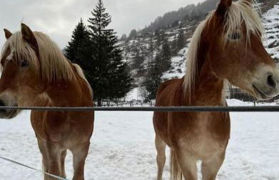 Petit Bijou - Corbet - Monolocale con divano letto in soggiorno - Massimo 3 persone - Foto 4