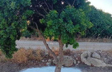 Mills Residence - Photo 12