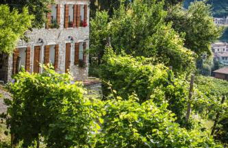 Vite in Rosa La Casetta - Foto 1