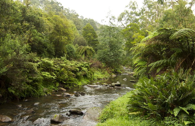 Tarra Valley Retreat - Foto 40