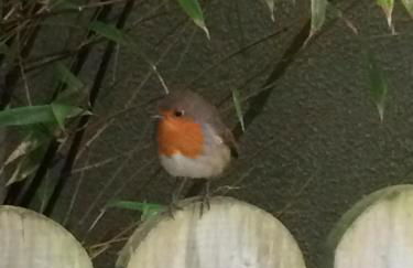 Greencastle - Foto 26