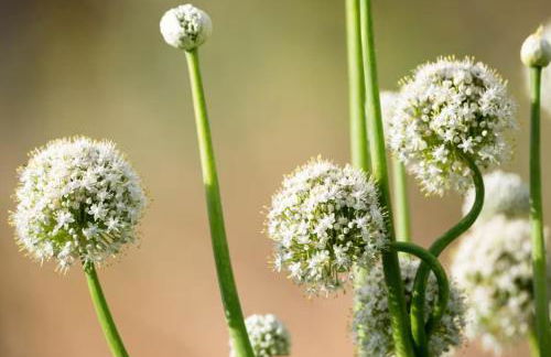 Tenohomes Rural Luxury Scape, Buenavista - Foto 29