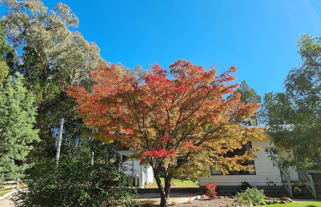 Golden Heritage Apartments Beechworth - Foto 23