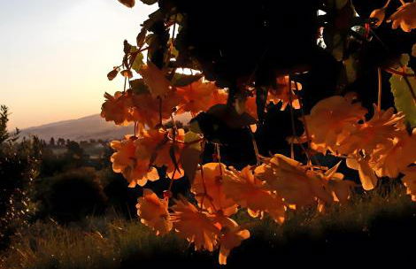 Mare Colline Città d'Arte - Foto 39