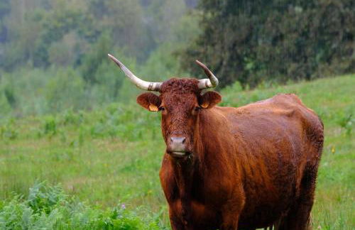 Beautifully located country house with heated pool - Foto 38