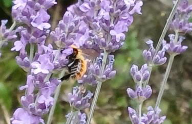 La cò viéyi - La casa vecchia - Foto 19