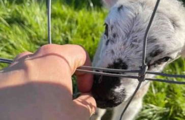 Nestledstays - The Barn House With Hot Tub - Foto 3