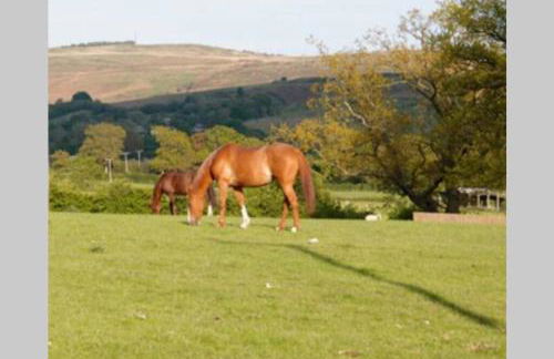 Upper Heath Farm - Stable Cottage Ludlow - Foto 47