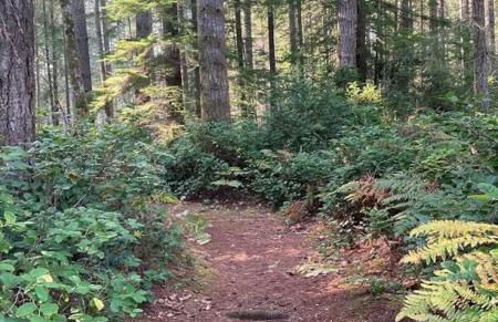 Serene Port Orchard Retreat - 3BR 3BA with Trails and Amazing Views - Foto 40