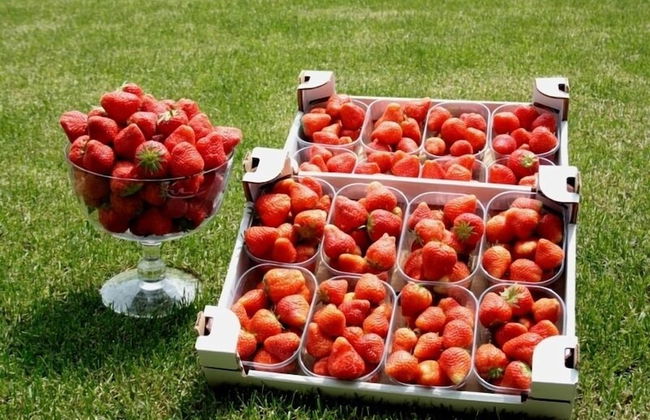 Corte Breda Agriturismo Bed & Breakfast - Foto 32