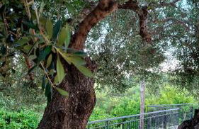 Olivo Apartment - Studio - Foto 21