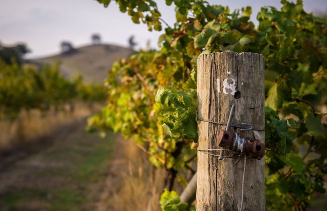 Blue House at Mountainside Wines - Foto 14