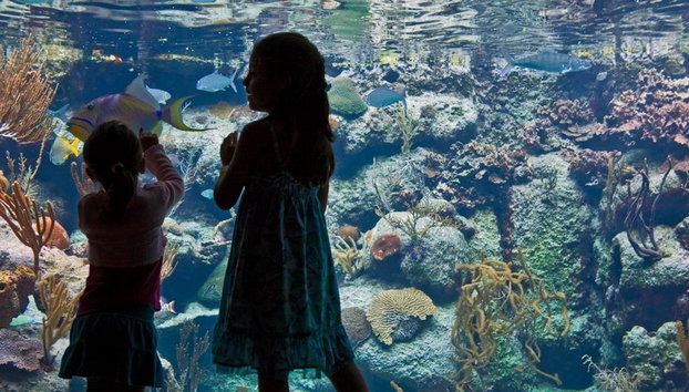 Entrada Xcaret Plus - Foto 2