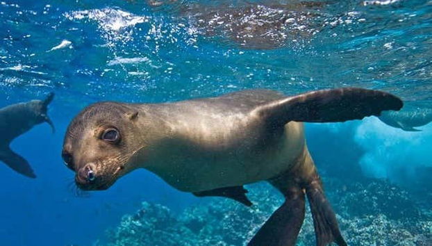 Lobos Island + Snorkeling Tour - Foto 4