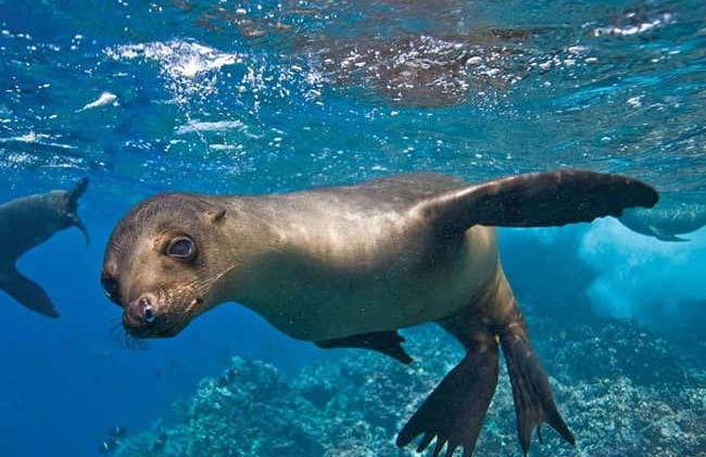 Lobos Island + Snorkeling Tour - Photo 4