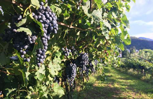 8 Grappoli Agritur - Foto 80