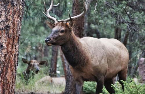 Amazing 3200Sq ft Upgrade Log Cbn GameRoom HotTub - Foto 37