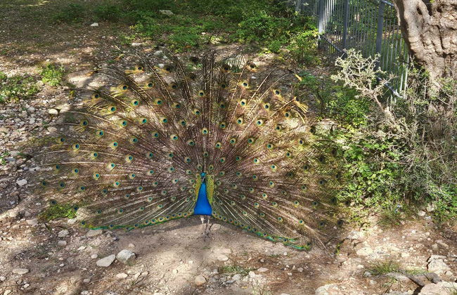 Excursión a la colina Filerimos y valle de las Mariposas - Foto 10