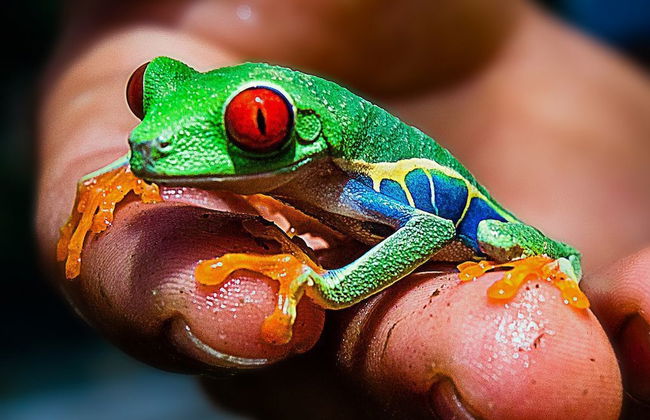 Jaco Premiun Tower Condo 7th Floor - Foto 10