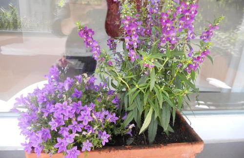 Ferienwohnung in Bonn - Foto 55