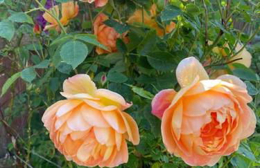 Cosy house rural setting - Foto 20