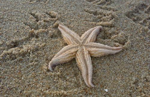 Rantum Raanwai 21 - Foto 10