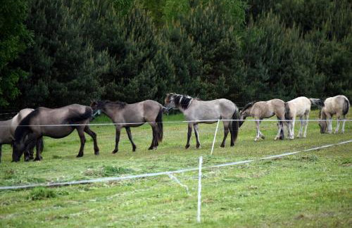Agroturystyka w Dolinie Raty - Foto 10