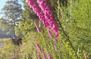 Lui's Ferienwohnung - Foto 10